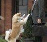 Hachiko_scene05