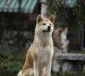 Hachiko_scene08