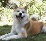Hachiko_scene10