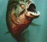 piranha3d_01