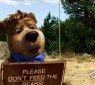 Yogi_Bear_06