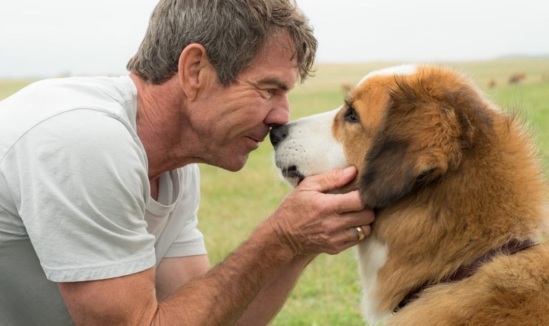 Quatro Vidas de Um Cachorro | Cão fala sobre ligação com seus donos em novo comercial