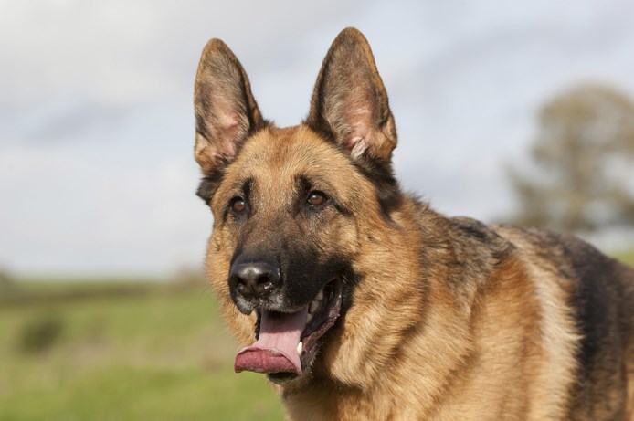 Produtores de Quatro Vidas de Um Cachorro negam maus-tratos a pastor alemão