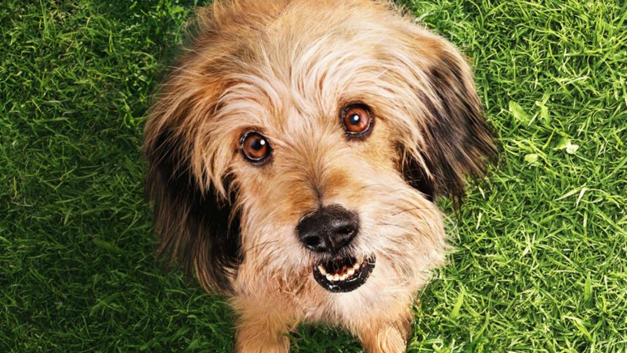 Benji | Novo longa da Netflix sobre o nostálgico cão vira lata ganha trailer