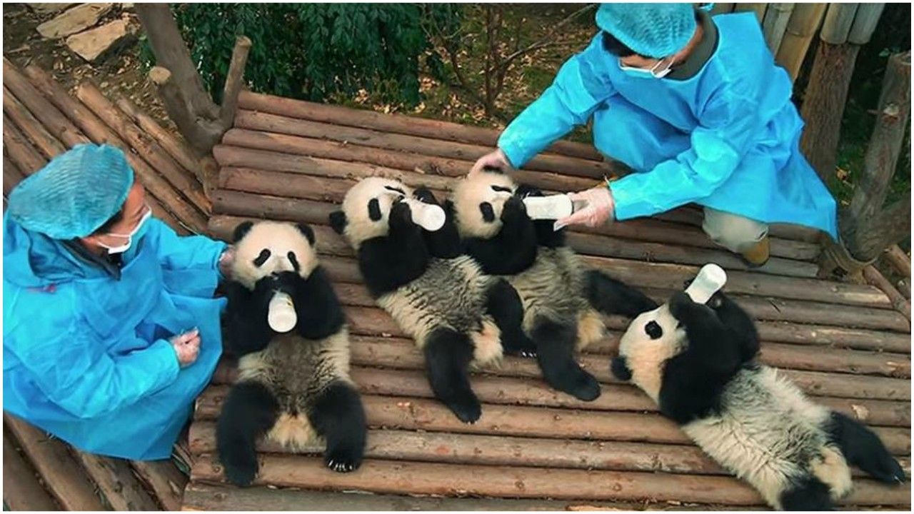 Pandas | Veja trailer do documentário produzido pela IMAX Corporation