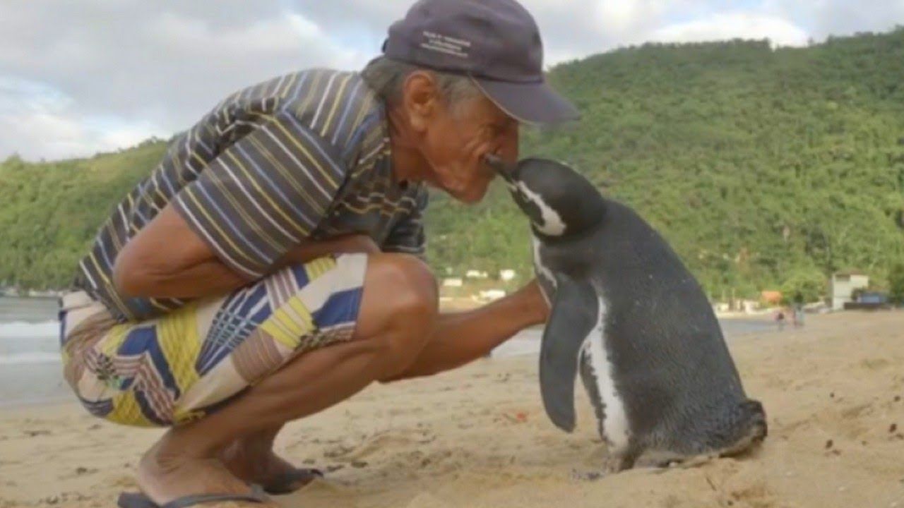 Dindim | História real de amizade entre brasileiro e pinguim será transformada em filme